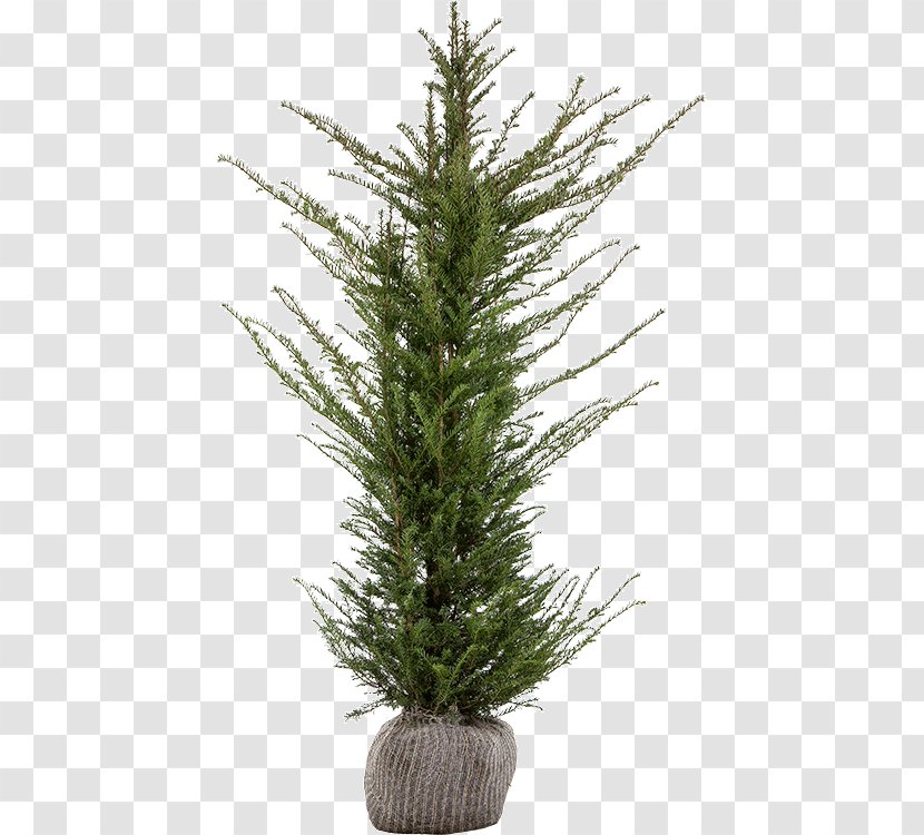 Spruce English Yew Evergreen Fir Pine - Taxus Baccata Transparent PNG