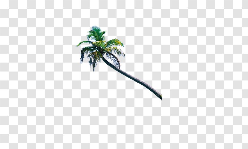 Download - Plant - A Shady Coconut Tree Transparent PNG