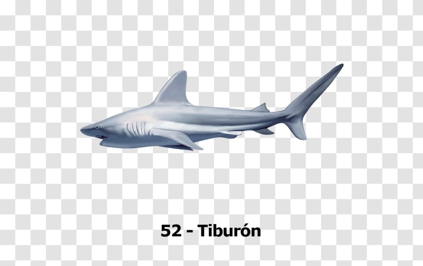 Tiger Shark Squaliform Sharks Desktop Wallpaper - Marine Biology - Tiburon Transparent PNG