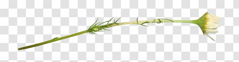 Twig Plant Stem Leaf - Hand-painted Decorative Floral Illustration Transparent PNG