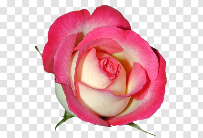 Garden Roses Clip Art - Floribunda - Pink Rose Clipart Image Transparent PNG