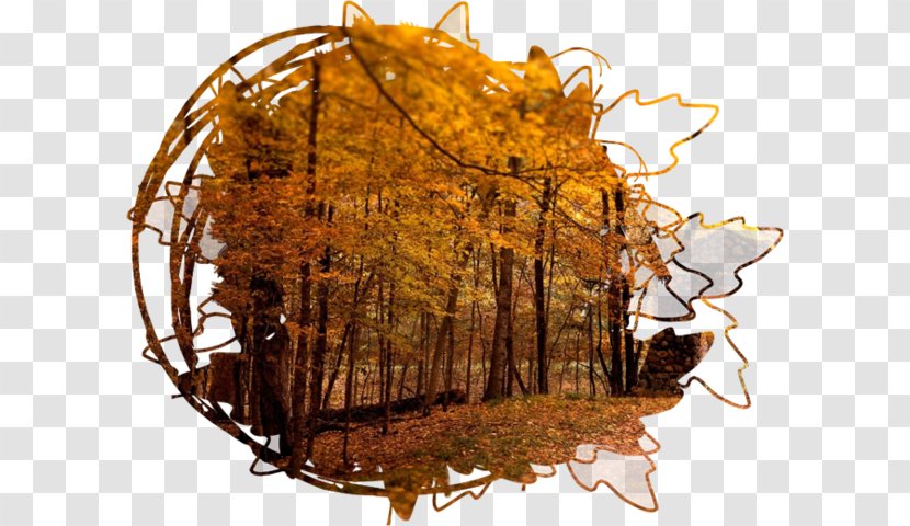 High-definition Television 4K Resolution Autumn 1080p Wallpaper - Highdefinition - Tree Background Material Transparent PNG