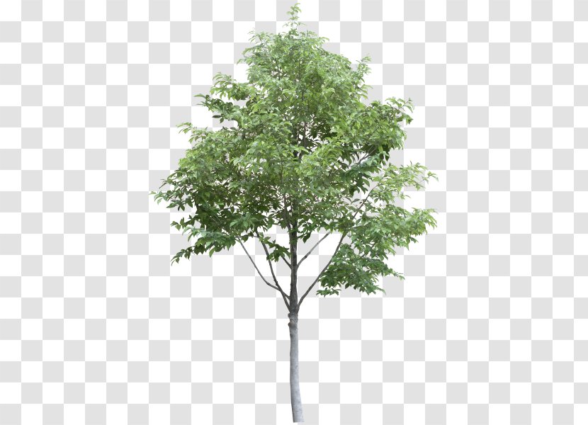 Tree - Rendering - Woody Plant Transparent PNG
