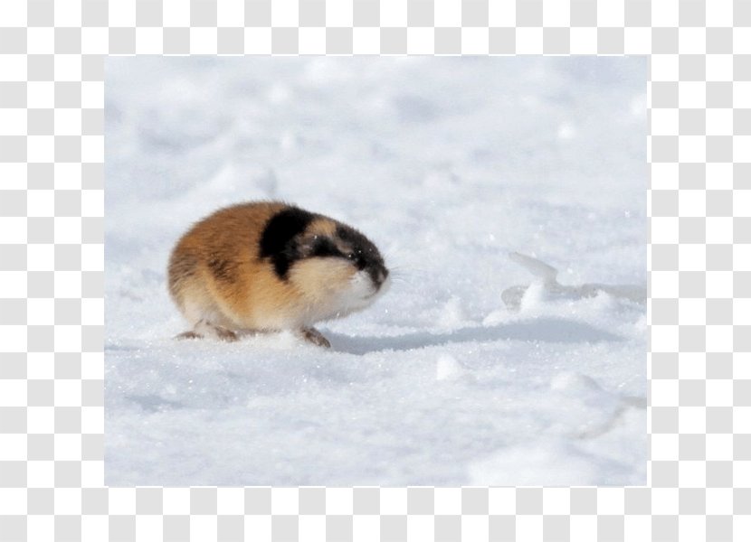 Hamster Lemming Far East Geography Tundra - Presentation - Fur Transparent PNG