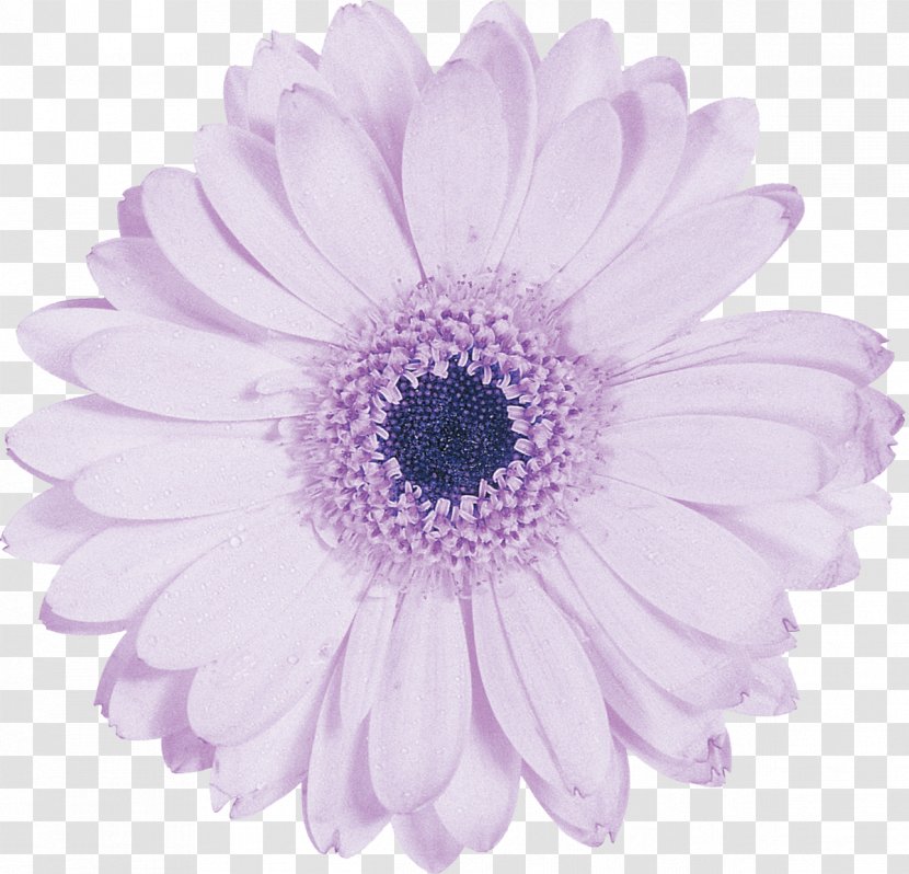 Cut Flowers Photography Petal Purple - Lilac - Gerbera Transparent PNG