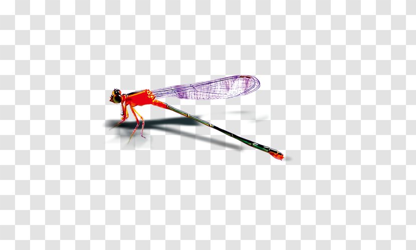 Insect Dragonfly - Stock Photography - Red Pattern Transparent PNG