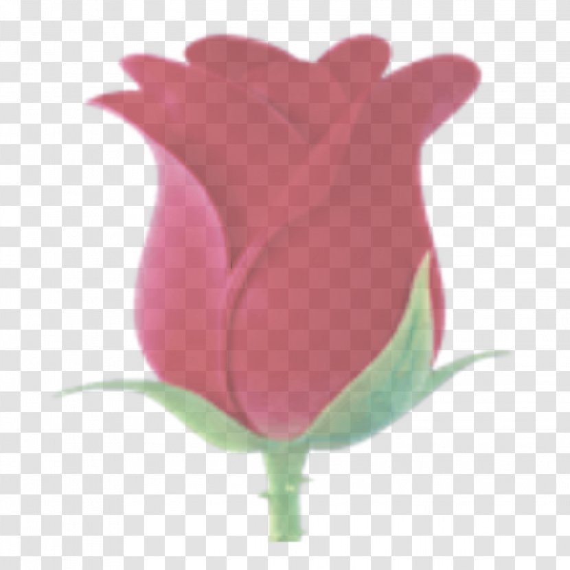 Pink Tulip Petal Flower Plant - Magenta Flowering Transparent PNG