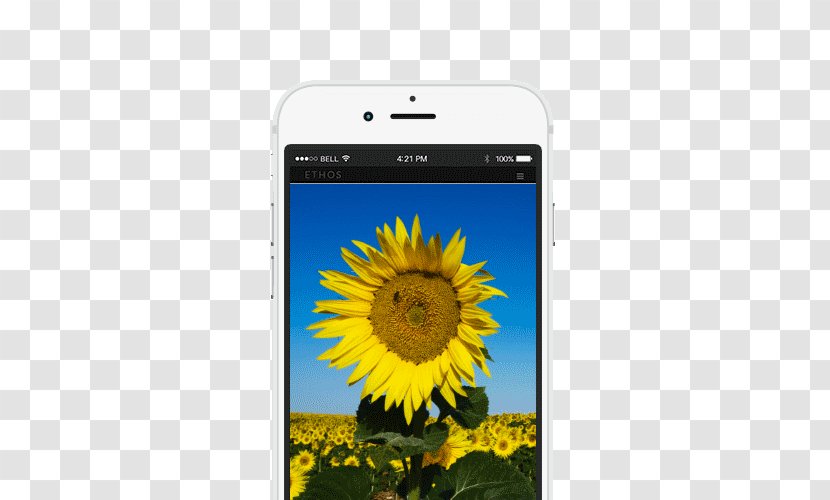 Smartphone Bee Mobile Phone Accessories Sunflower M Text Messaging - Gadget Transparent PNG