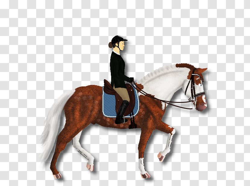 Hunt Seat Stallion Rein Mustang Mare Transparent PNG