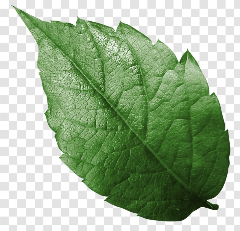 Leaf Paper Tree Branch Sticker - Plant Pathology Transparent PNG