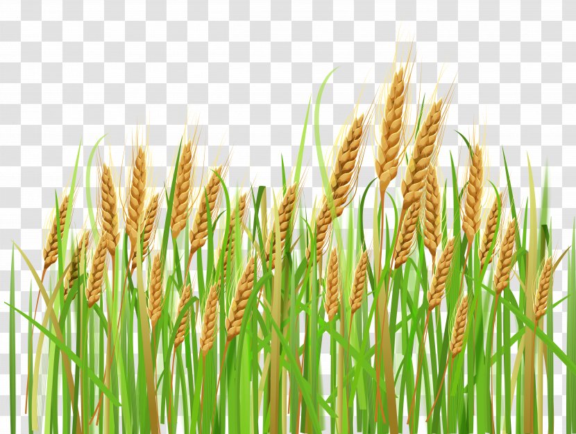 Wheat Cereal Ear Barley Clip Art - Commodity - Ears Of Clipart Transparent PNG