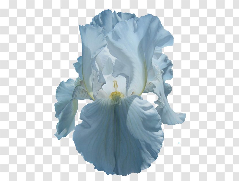 Irises Flower Common Poppy Clip Art - Violet Family Transparent PNG