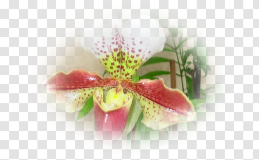 Moth Orchids Close-up Pink M - Plant - Orchidee Transparent PNG