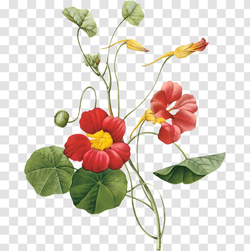 Garden Nasturtium Flower Botany - Flowerpot Transparent PNG