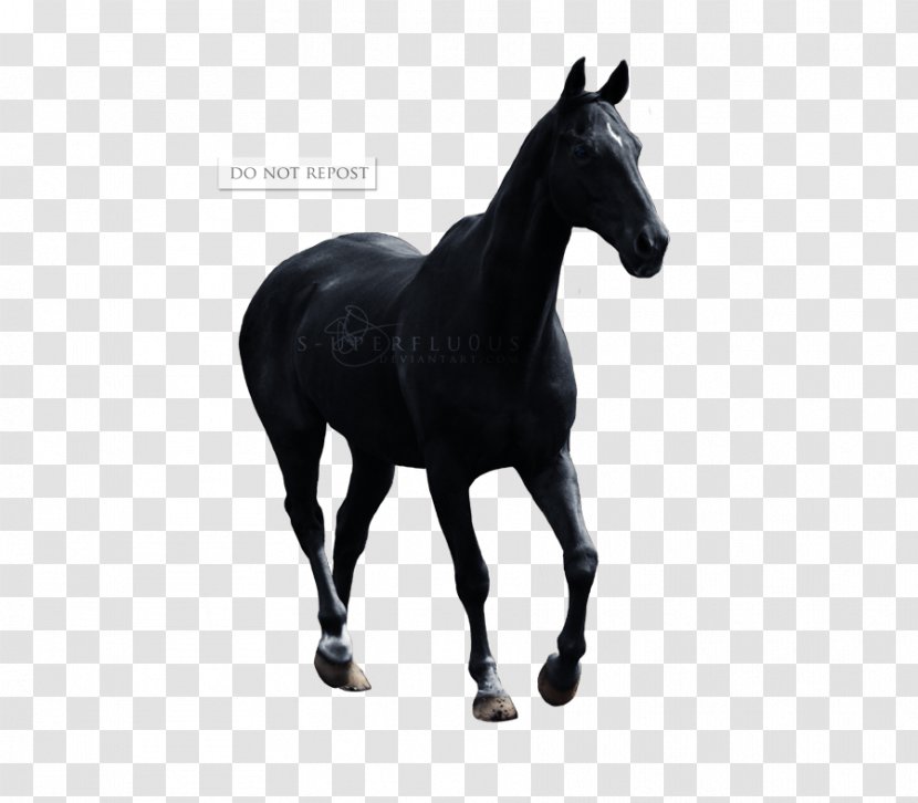 Pony Appaloosa Mustang Stallion Foal - Livestock - Warm C Transparent PNG