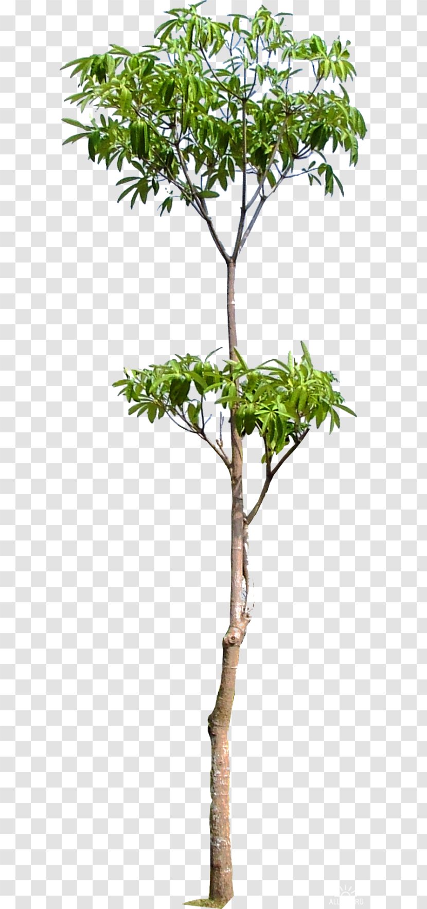 Tree Woody Plant Trunk Branch - Flowerpot Transparent PNG