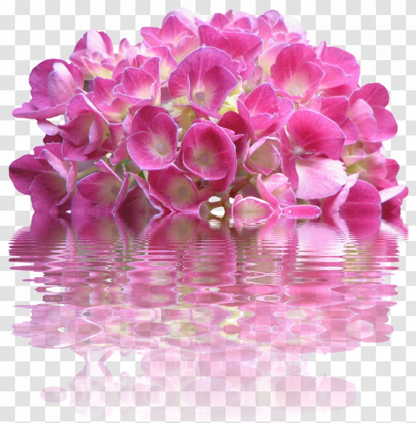 Pink Flowers French Hydrangea - Flower Transparent PNG