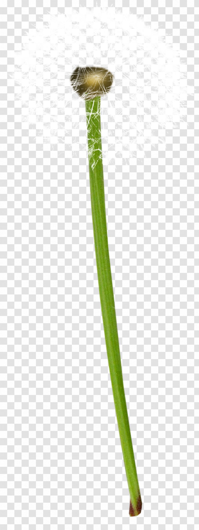 Common Dandelion Plant Euclidean Vector - Gratis - Plants Transparent PNG