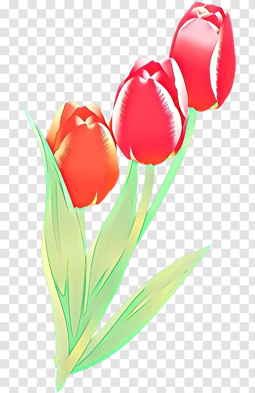 Tulip Flower Plant Petal Cut Flowers Transparent PNG