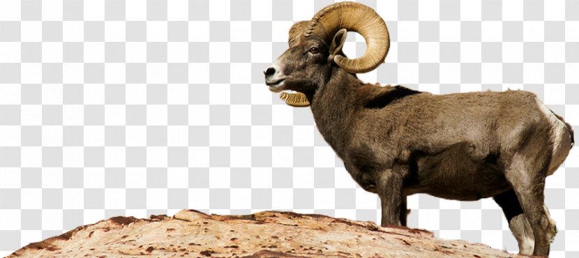 Bighorn Sheep Argali Barbary River - Goat - Desert Animal Transparent PNG