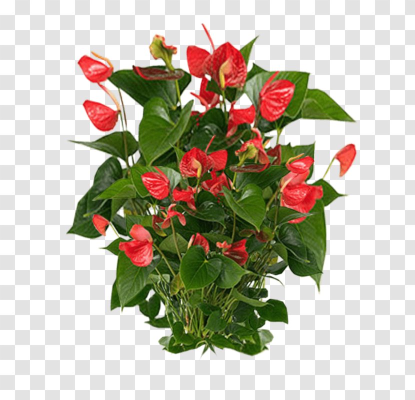 Anthurium Andraeanum Houseplant - Flower - Arranging Transparent PNG