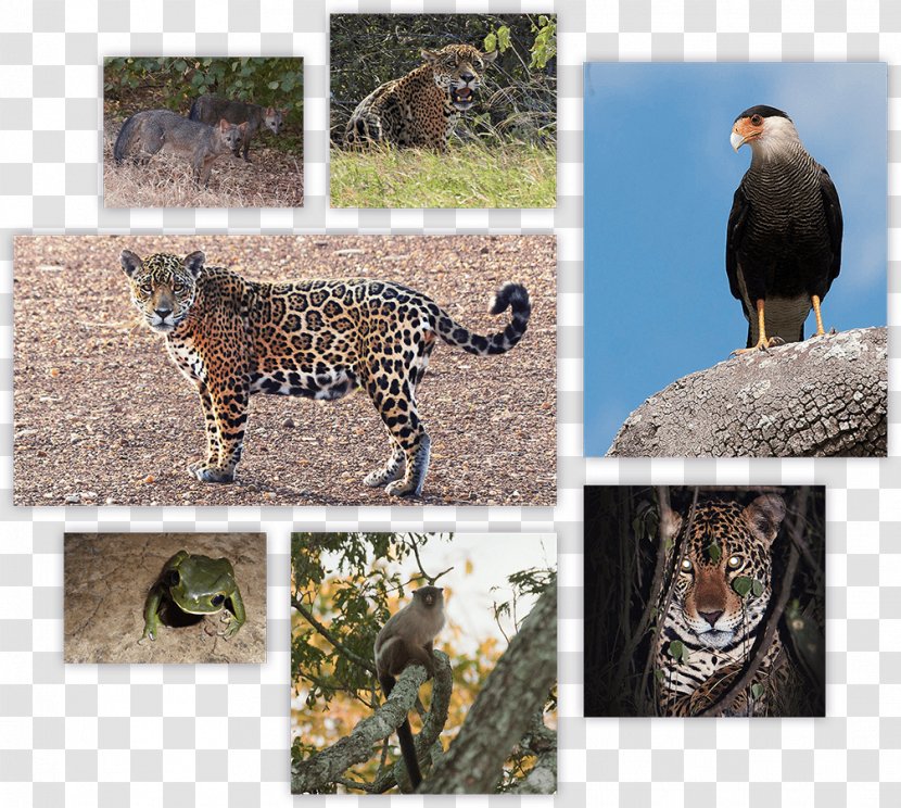 Leopard Jaguar Cheetah Wildlife Nick's Adventures Bolivia - Sacred Transparent PNG