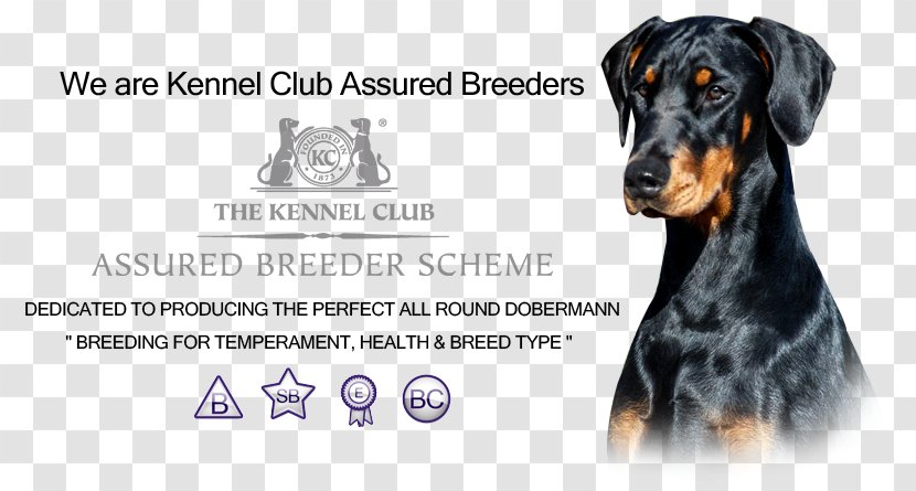 Dobermann Dog Breed I-Spy Dogs Pinscher Guard - Book Transparent PNG