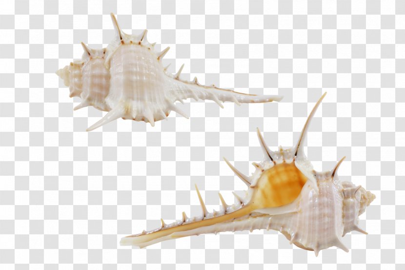 Seashell Conchology Fauna Fish - Conch Transparent PNG