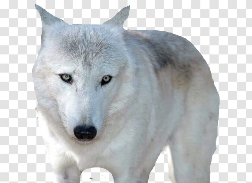 German Shepherd Arctic Wolf African Wild Dog Mobile Phone Wallpaper - Display Resolution - Dream Transparent PNG