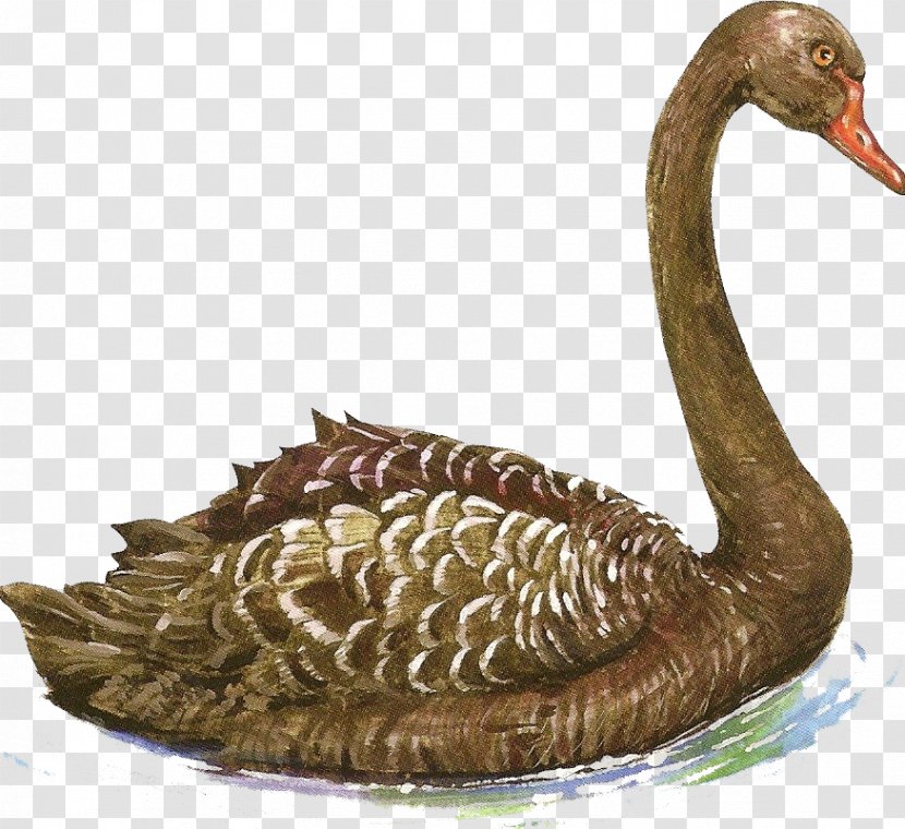 Cygnini Duck Painting Animal - Ducks Geese And Swans Transparent PNG