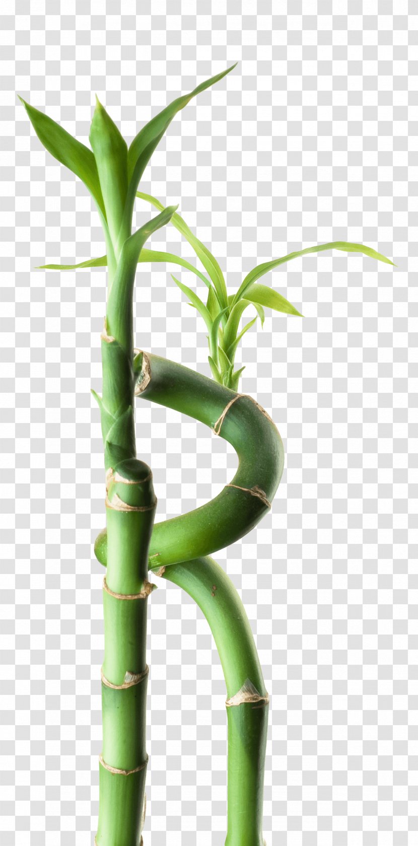 Bamboo Flowerpot - Mindfulness And Meditation Transparent PNG