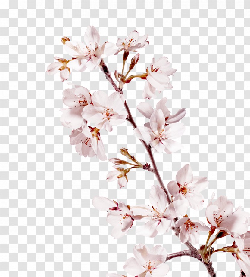 Cherry Blossom Branch Flower Petal - Petals Transparent PNG