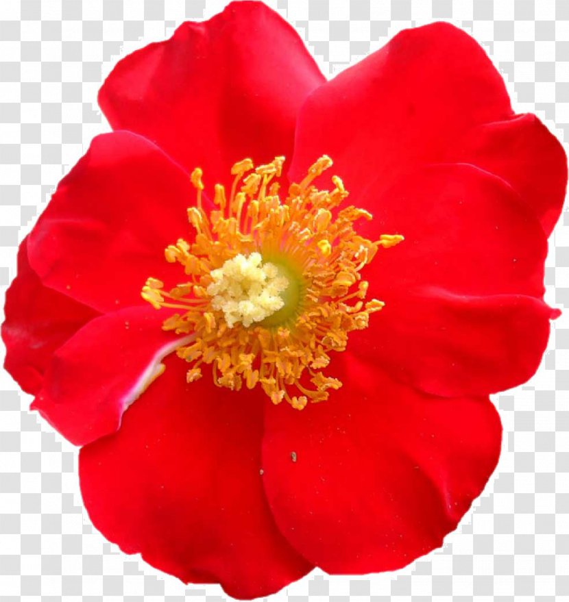 Thumbnail Cut Flowers Rose - Order - Floribunda Transparent PNG
