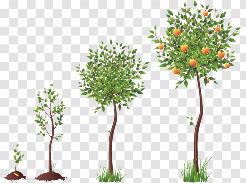 Tree Seed Clip Art - Plant Transparent PNG
