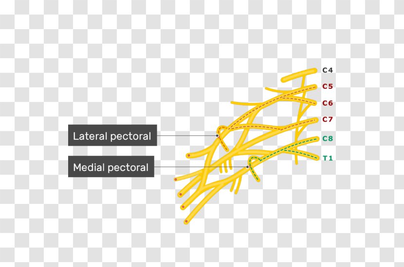 Lower Subscapular Nerve Upper Subscapularis Muscle Thoracodorsal - Pectoralis Major Transparent PNG