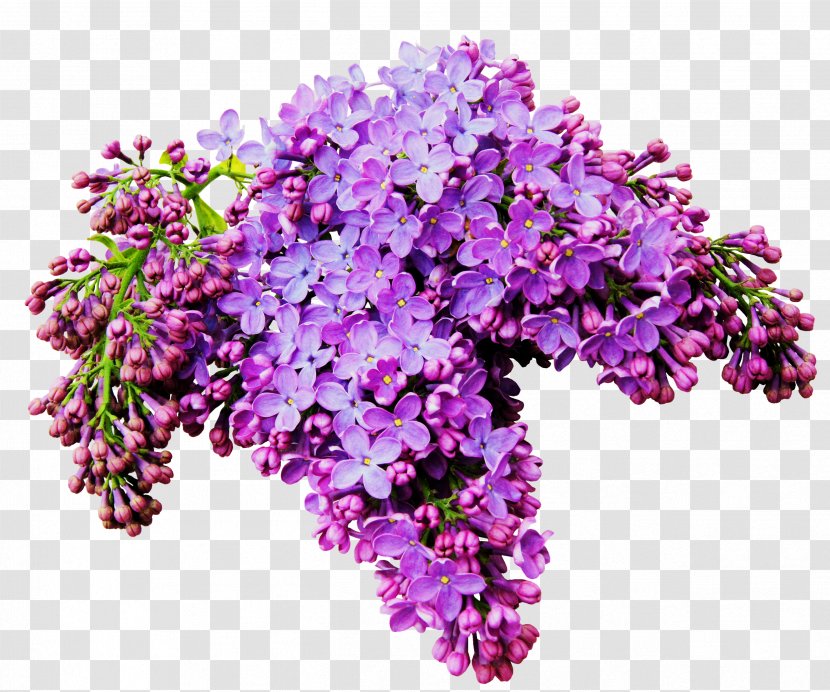 Lilac Flower Albom Clip Art - Flowering Plant - A Bouquet Of Beautiful Flowers Transparent PNG