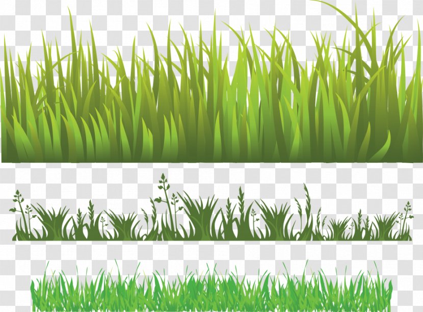 Herbaceous Plant Meadow Lawn - Crop - Curly Grass Pattern Transparent PNG