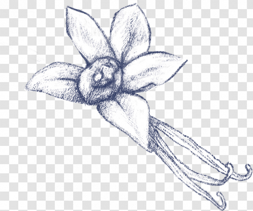 Drawing Plant Sketch Flower Narcissus Transparent PNG
