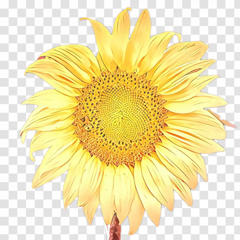 Autumn Leaves Background - Common Sunflower - Gazania Wildflower Transparent PNG