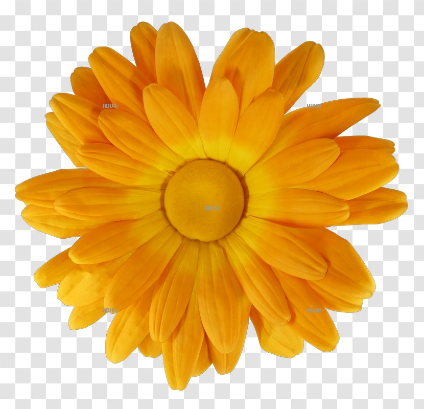 Aduo Chrysanthemum Common Daisy Flower Petal Transparent PNG