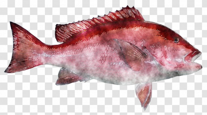Northern Red Snapper Fish Products Salmon Clip Art - Fishing - Watercolor Transparent PNG