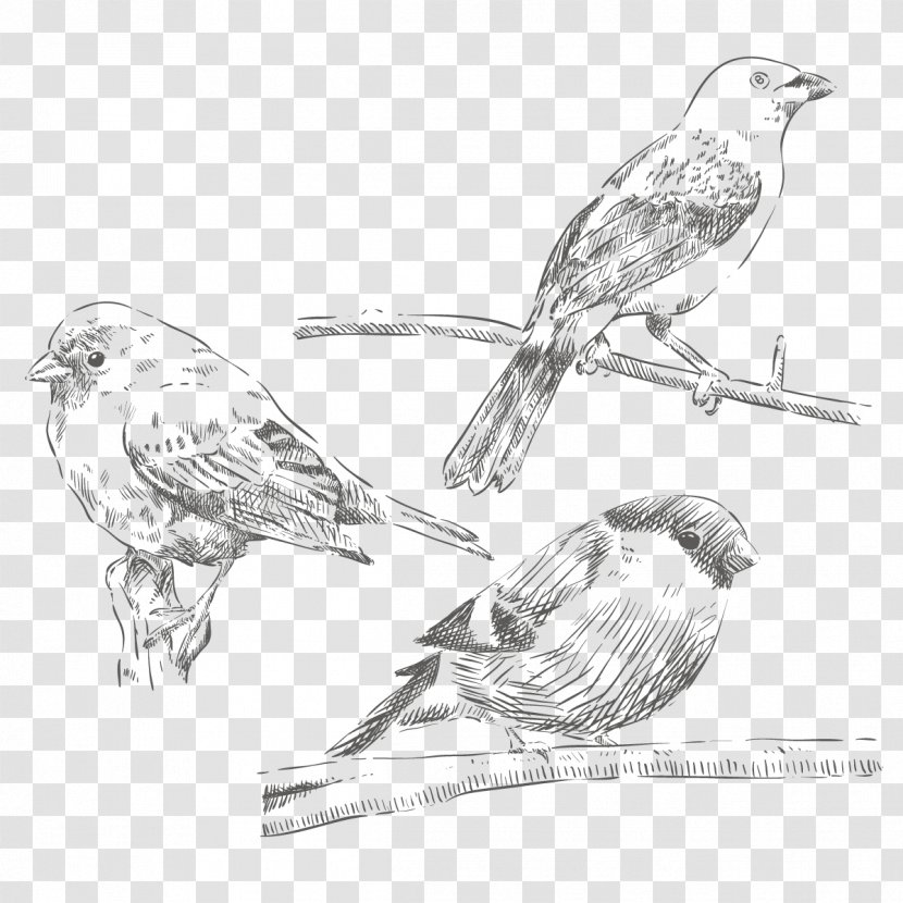 House Sparrow Bird Drawing - Eurasian Tree - Vector Painted Transparent PNG