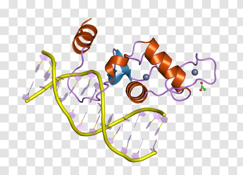 Liver Receptor Homolog-1 Steroidogenic Factor 1 Gene Transcription Nuclear - Heart - Human-liver Transparent PNG