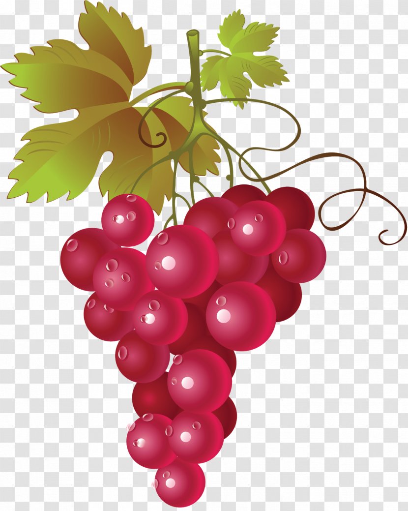Red Wine Common Grape Vine Clip Art Transparent PNG