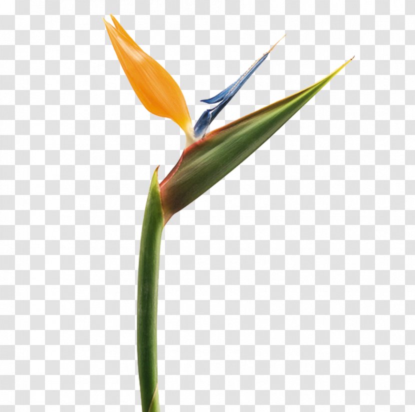 Bird-of-paradise Strelitzia Reginae Lobster-claws Plant - Bird Of Paradise Flower - Tropical Transparent PNG