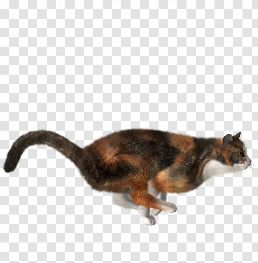 Cat Kitten - Fauna Transparent PNG