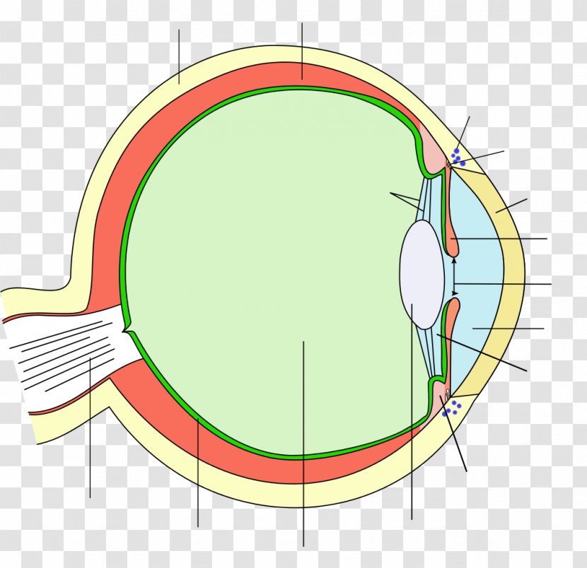 Human Eye Iris Pupil Ciliary Body - Cartoon - Vector Transparent PNG