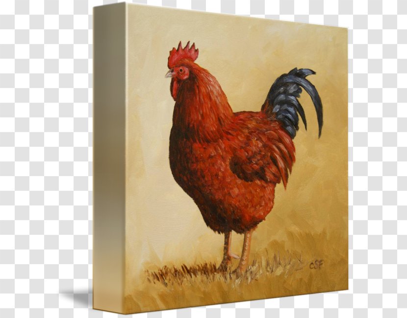 Rooster Rhode Island Red Paper Zazzle - Bird Transparent PNG