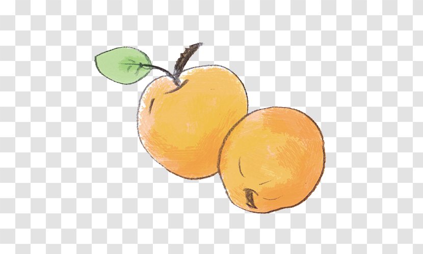 Orange Citrus Food Fruit - Apricot Transparent PNG