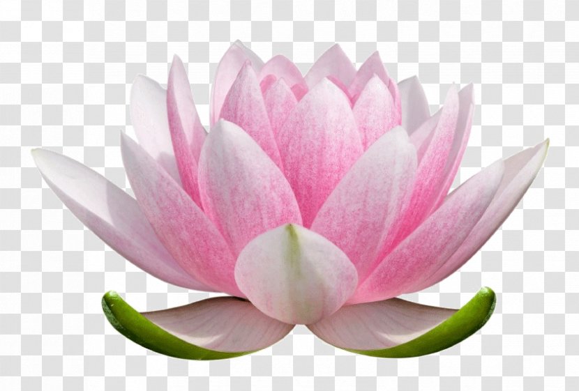 Nelumbo Nucifera Flower Stock Photography Nymphaea Lotus Plant Symbolism - Yoga LOTUS Transparent PNG